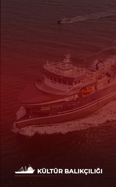 kültür balıkçılığı